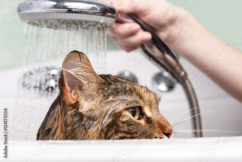 Fotografi Wet cat in the bath