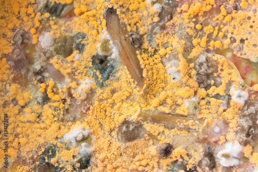 Foto Stock yellow mold grows on the surface of spoiled food. Mold