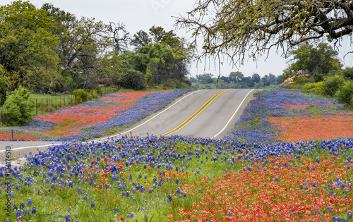 Spring wildflowers along Texas State Hwy 16 north of Fredricksburg photo