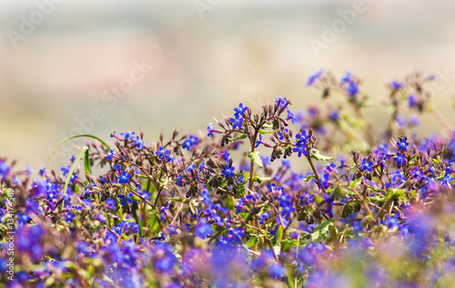small blue flowers in spring