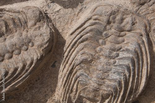 Fósil (Trilobite) © JosRal
