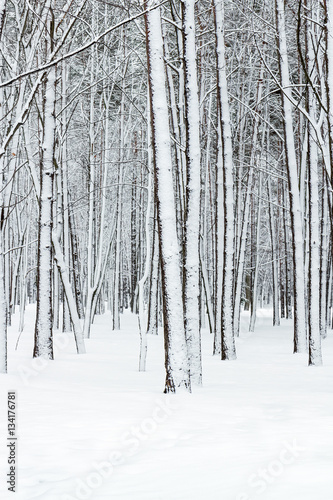 beautiful winter forest with bare tree trunks covered by snow