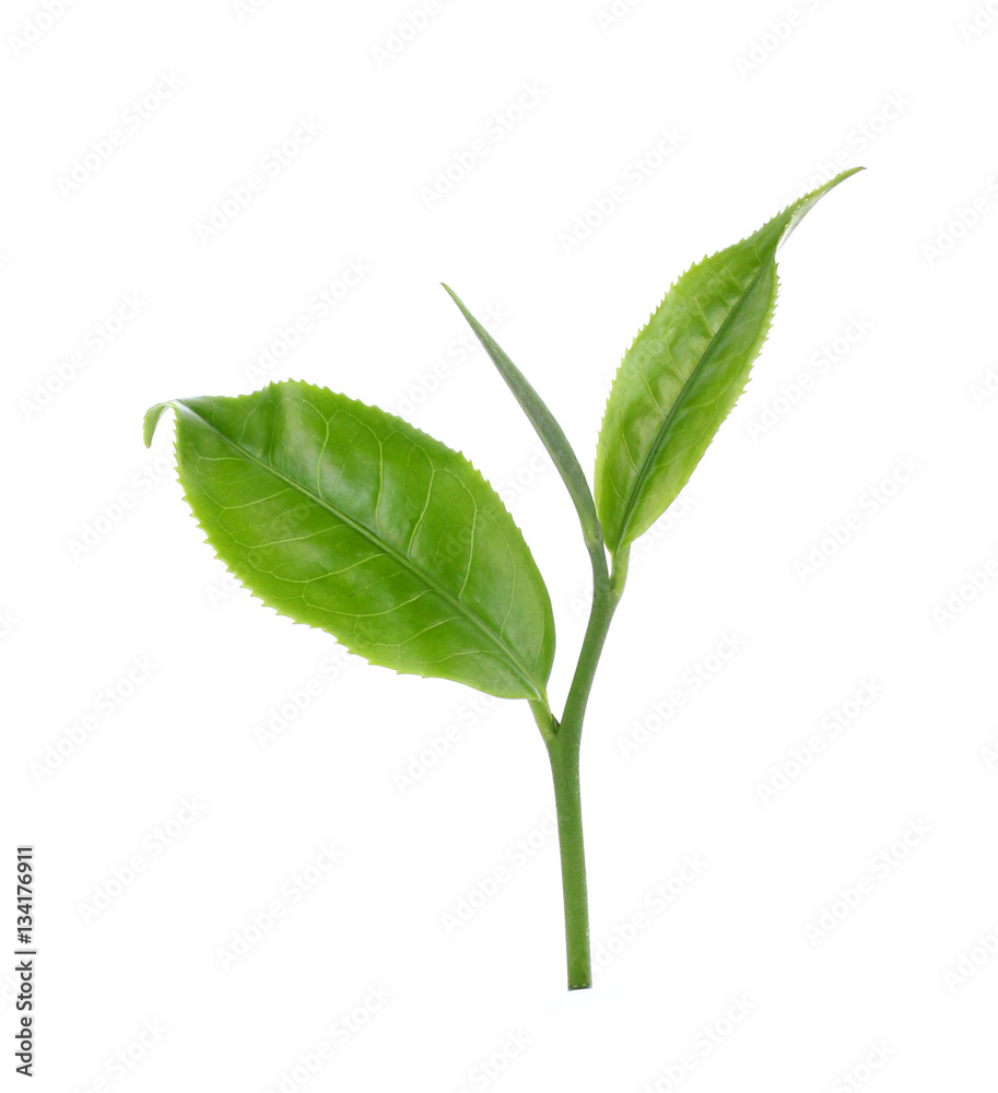 Obraz premium green tea on white background