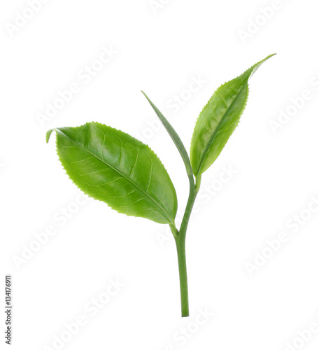 green tea on white background