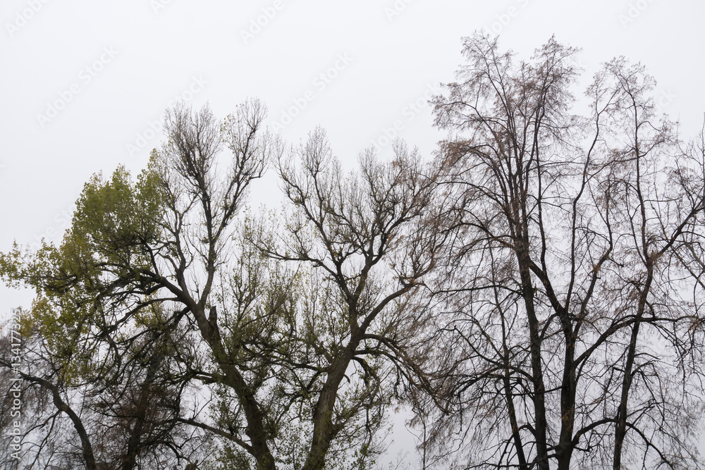 Leafless Tree Branches Leafless Tree Branches