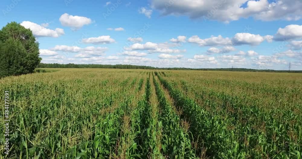 Aerial view of a field planted with corn Aerial view of a field planted with corn