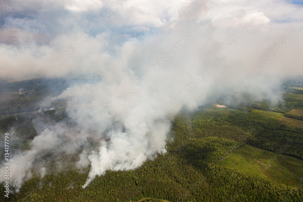 Wildfire in forest, top view Wildfire in forest, top view