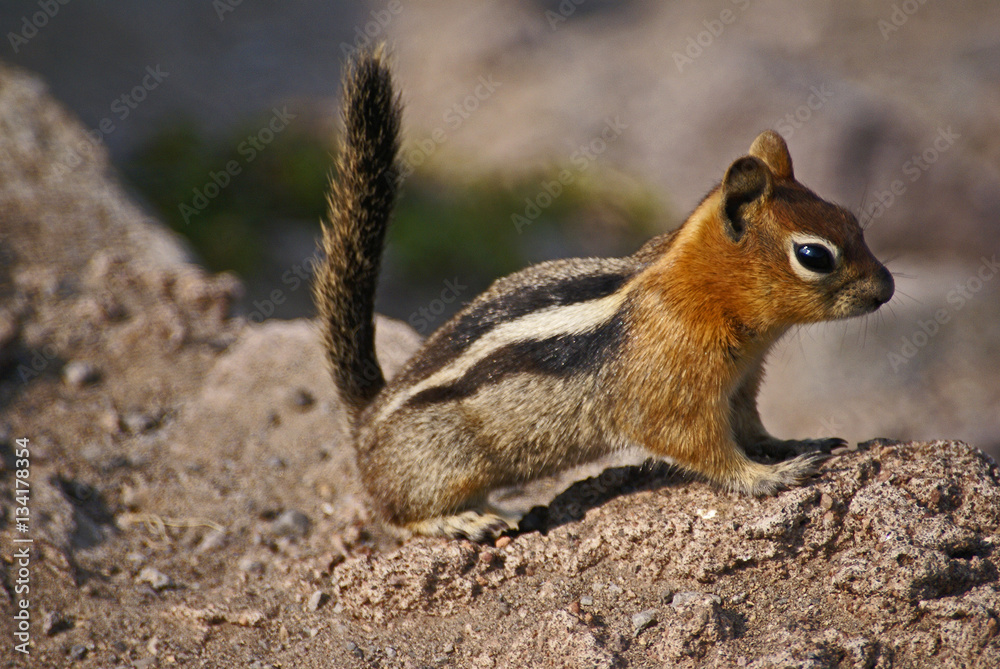 Ground Squirrel in Crater Lake National Park, Oregon Ground Squirrel in Crater Lake National Park, Oregon