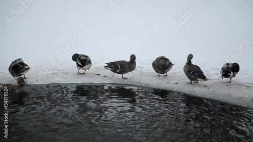 Wild ducks in the winter river.