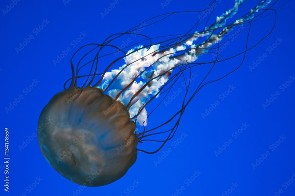 Obraz premium Jellyfish on blue background, close up, detail