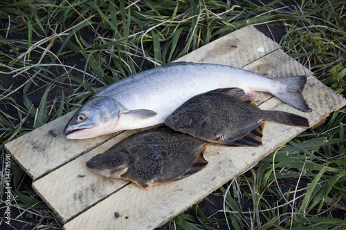 Foto Freshly caught plaice and chum salmon. The Pacific ocean, Kamcha
