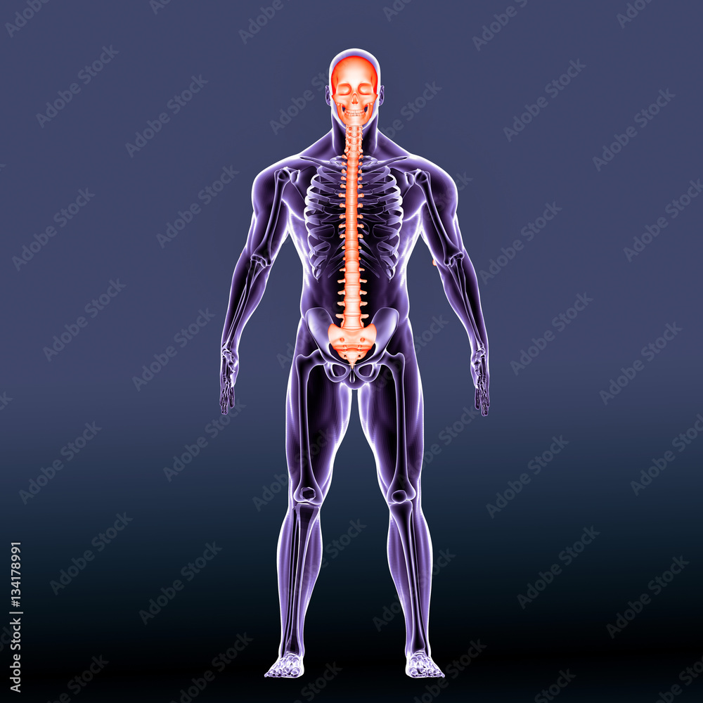 3D illustration and 3d render human skeleton performs six major functions; support, movement, protection, production of blood cells, storage of minerals and endocrine regulation.