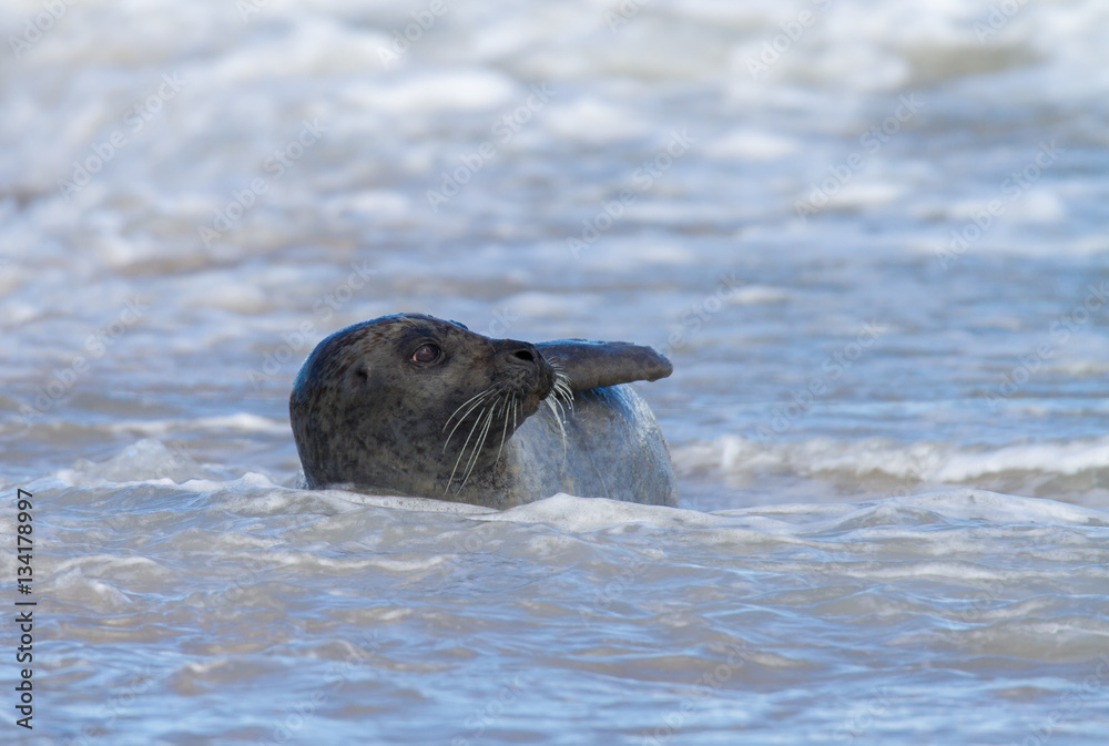 Fototapeta premium Seehund schwimmt in der Nordsee