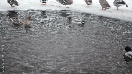 Wild ducks in the winter river.