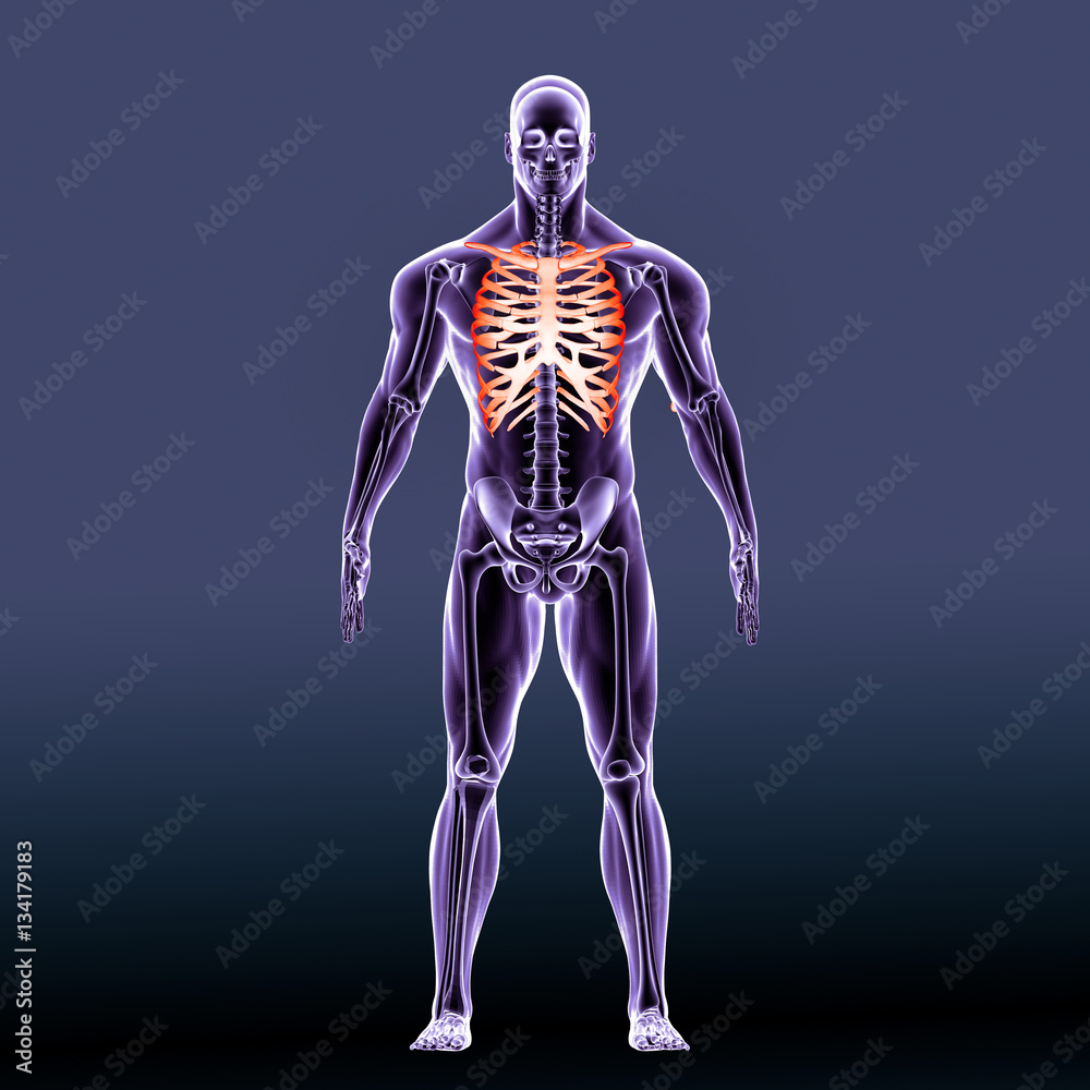 3D Illustration of Human Skeleton Scapula with Ribs
3D Illustration of Human Skeleton Scapula with Ribs