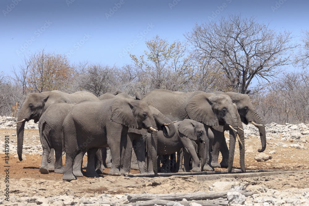 Fototapeta premium Elephants in Etosha park Namibia
