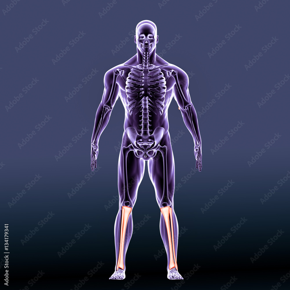 human femur with front and side view. Labeled. Detailed medical illustration.