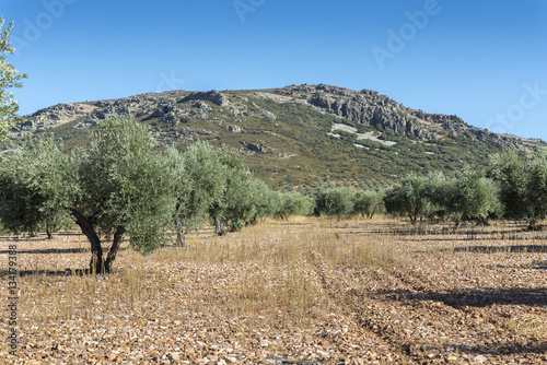Olive groves in La Mancha, Ciudad Real, Spain, with Toledo Mountains in the background.