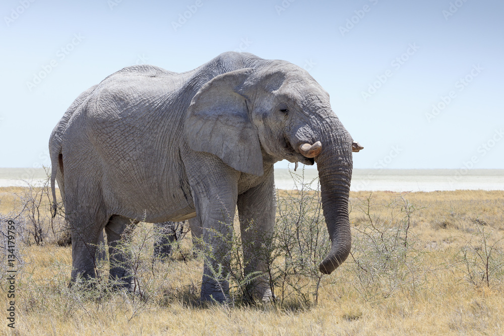 Fototapeta premium Elephant in Etosha park Namibia
