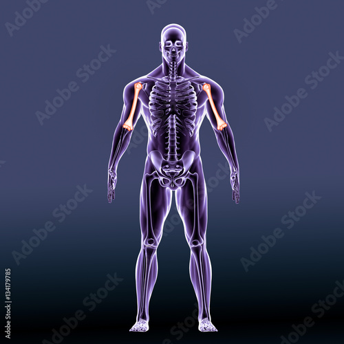 3d rendered illustration of the female humerus bone - back view   © PIC4U