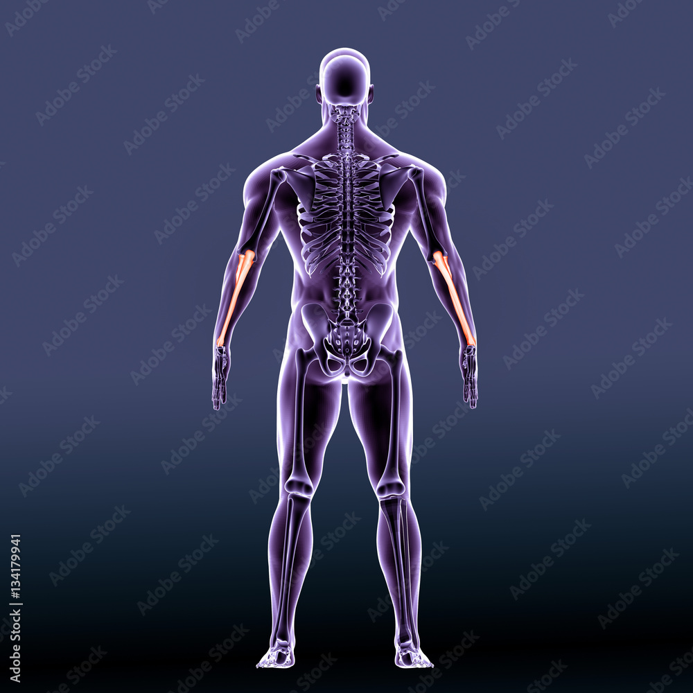 3D illustration of Ulna - Part of Human Skeleton.
3D illustration of Ulna - Part of Human Skeleton.