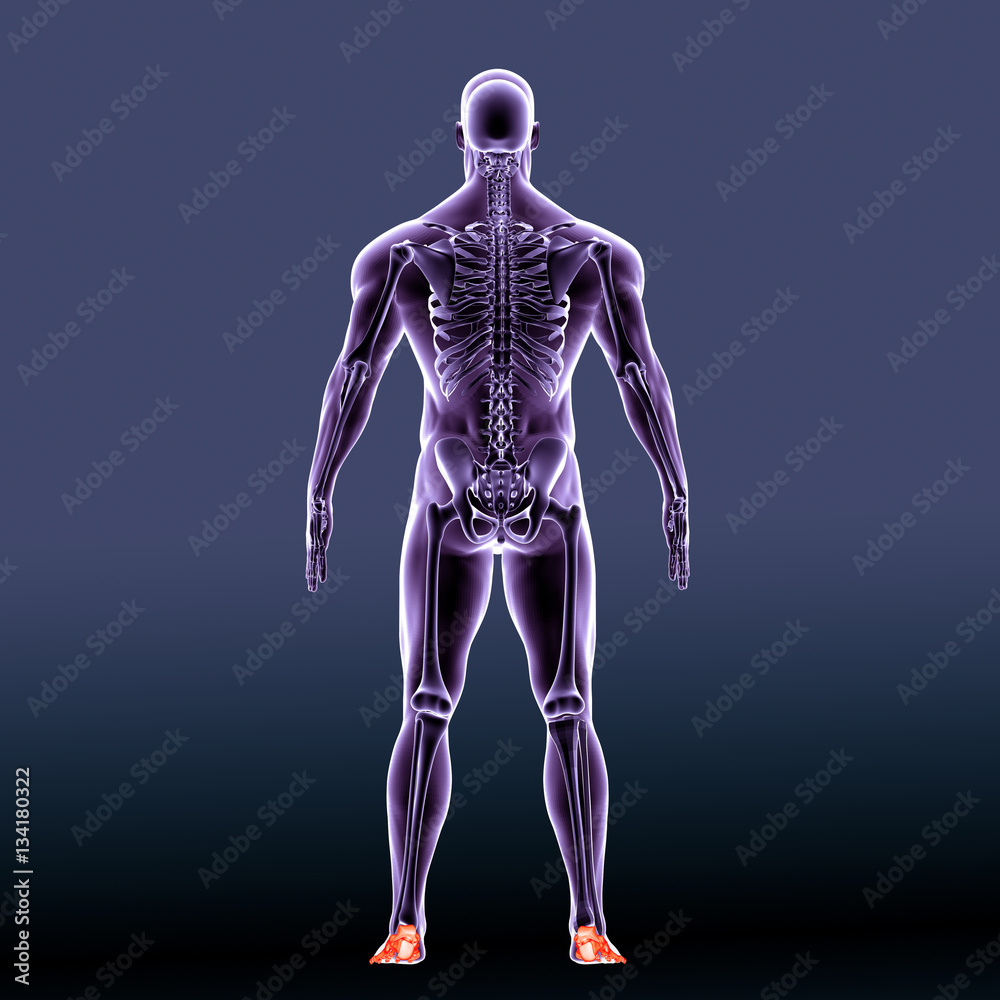 3d rendered illustration of the foot bone - back view
3d rendered illustration of the foot bone - back view