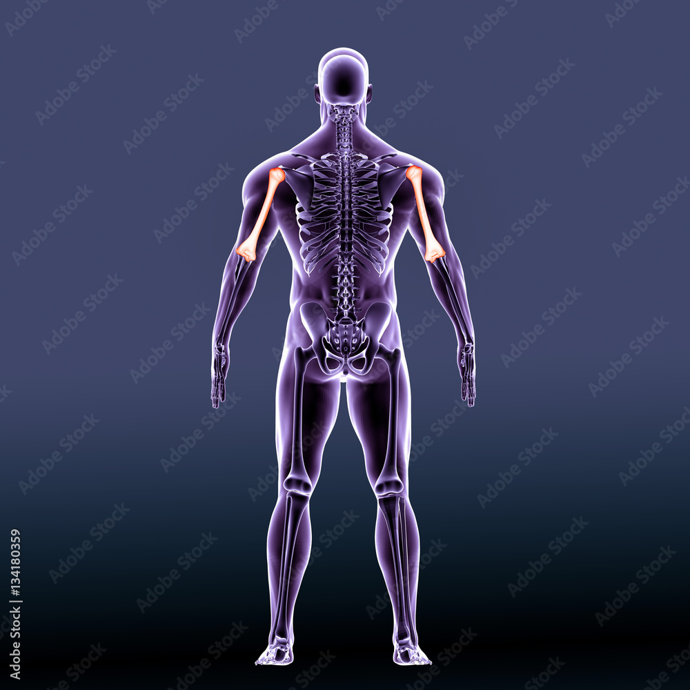 3d render medical illustration of the humerus bone - back view
3d render medical illustration of the humerus bone - back view