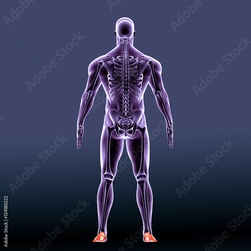3d rendered illustration of the foot bone - back view 
