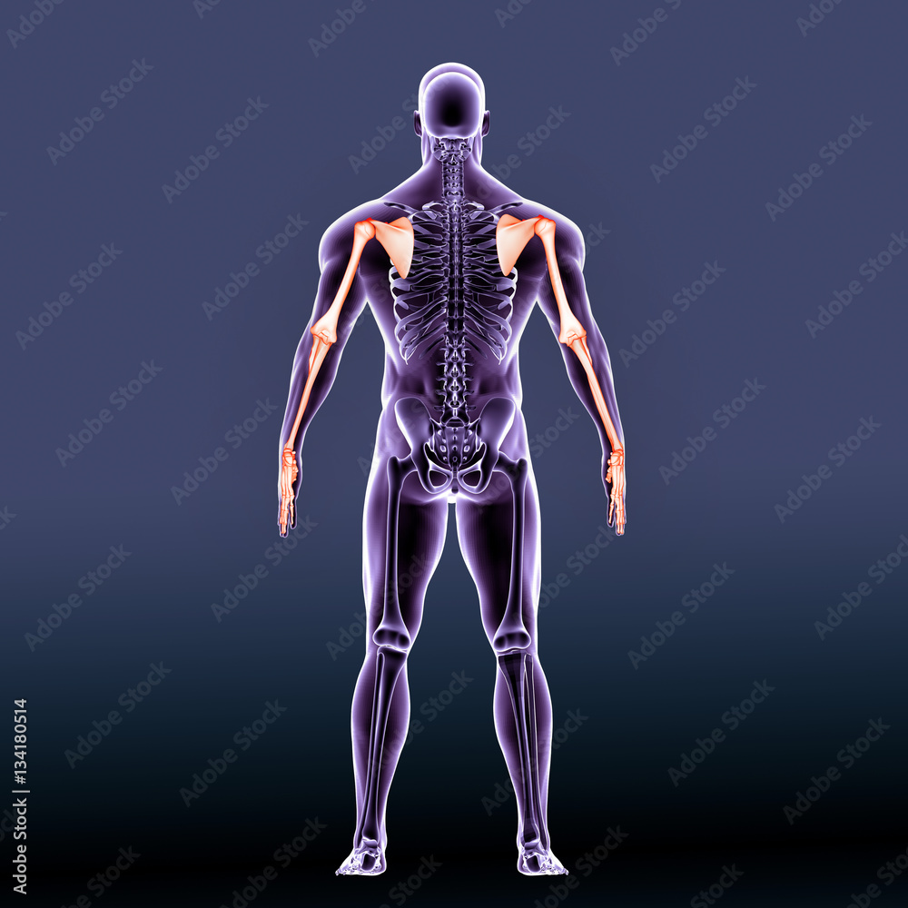 3d illustration human back joint bones 3d illustration human back joint bones