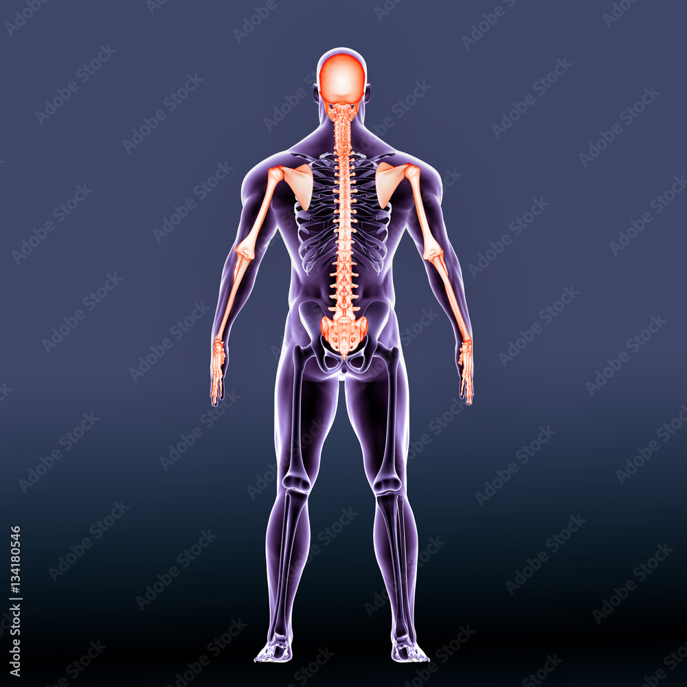 The human skeleton is the internal framework of the body.
The human skeleton is the internal framework of the body.