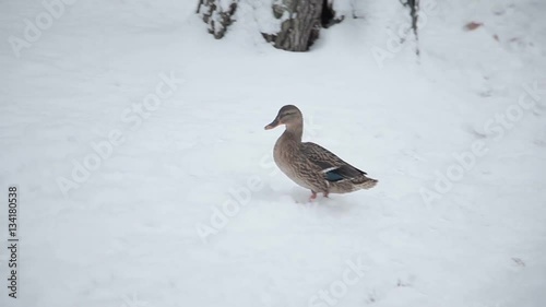 Wild duck walking on snow