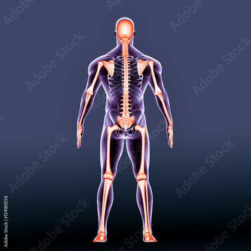 3d render of the male skeleton back view 