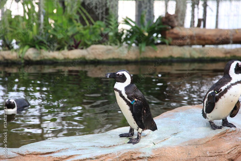 Obraz premium ペンギン