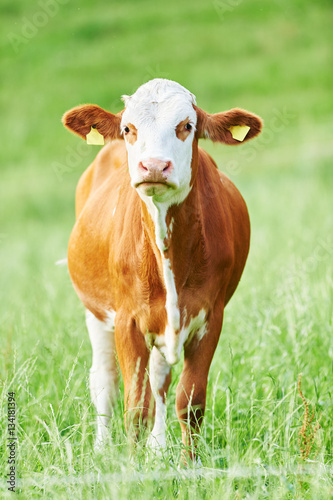 brown cow calf on green pasture