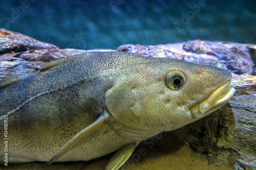 Fish - Atlantic Cod, Gadus morhua