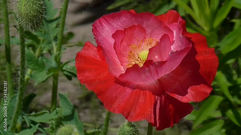 Pink poppy. Poppy, gentle movements in the breeze. Decorative poppy on their summer cottage. Beautiful poppy freshness. Pink poppy. Poppy, gentle movements in the breeze. Decorative poppy on their summer cottage. Beautiful poppy freshness.