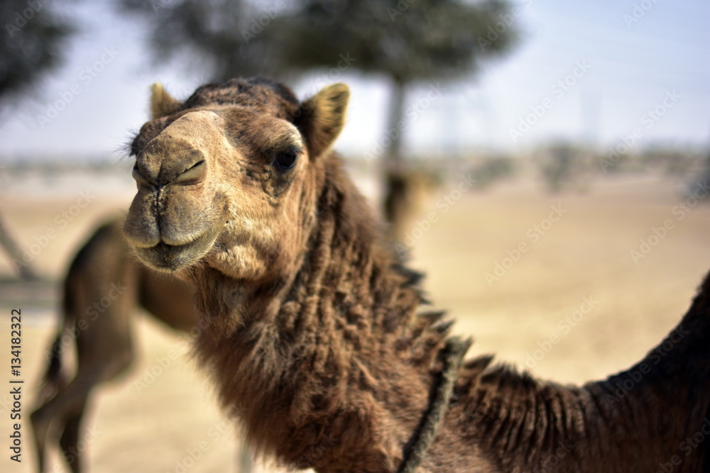 Obraz premium Camels around Dubai Desert in day, Dubai, United arab Emirates