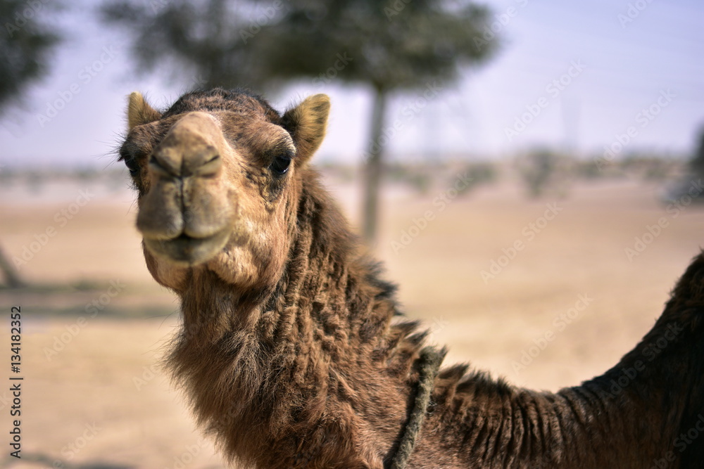 Camels around Dubai Desert in day, Dubai, United arab Emirates