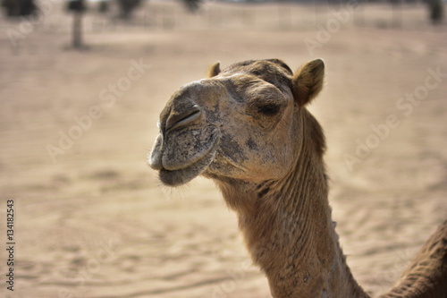 Camels around Dubai Desert in day  Dubai  United arab Emirates