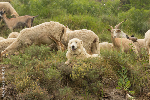 Cane da pastore con le pecore