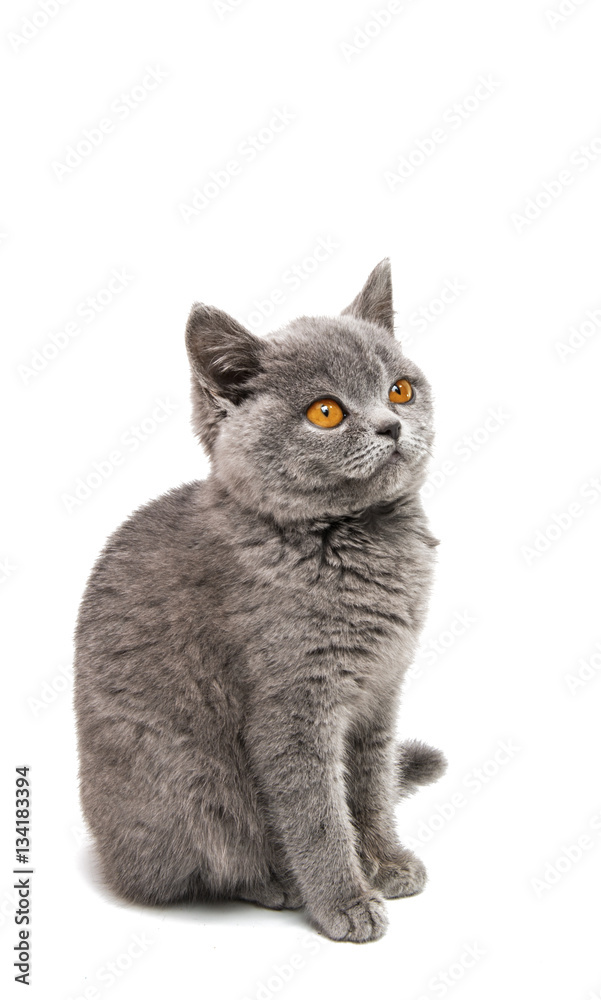 gray kitten isolated