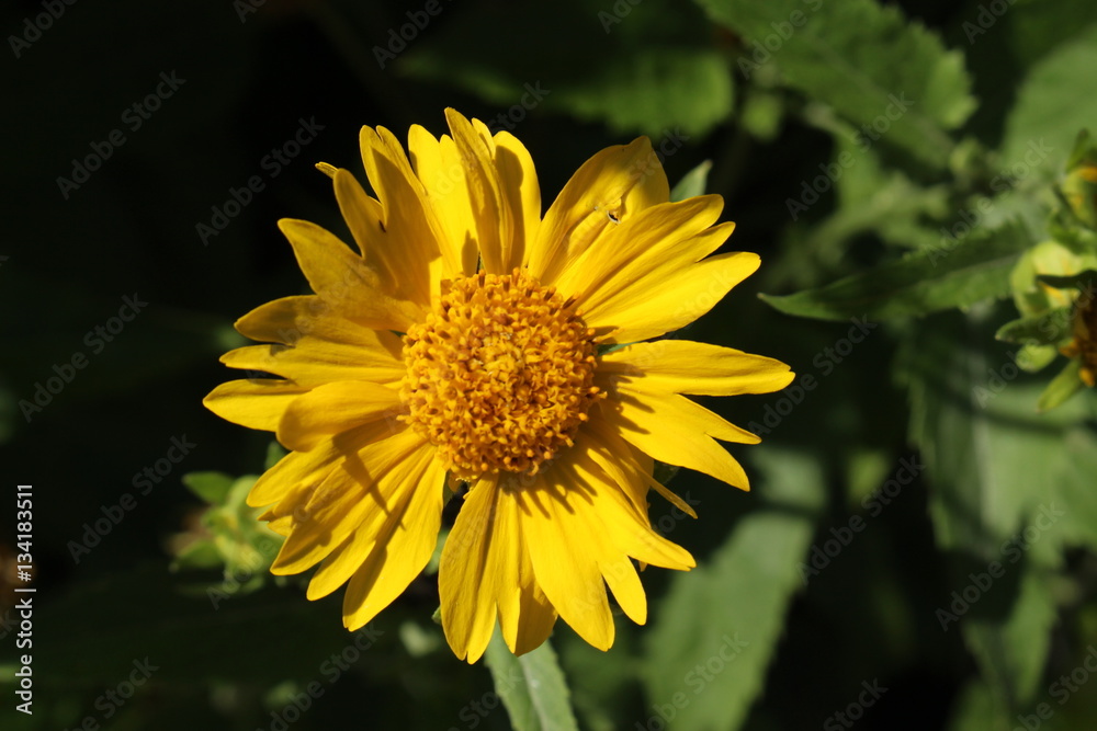 Yellow Yellow
