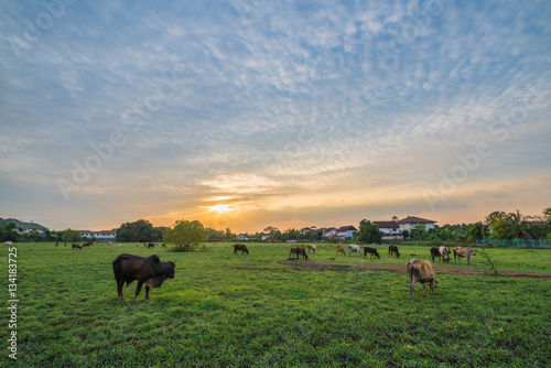 Cows in Pasture at Sunset