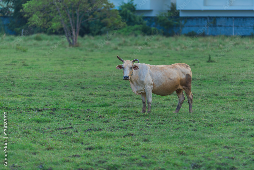 Cows in Pasture at Sunset