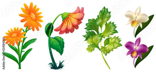 Different types of flowers and leaves
