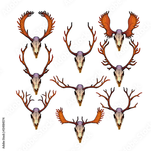Skulls of female and male deer with antlers