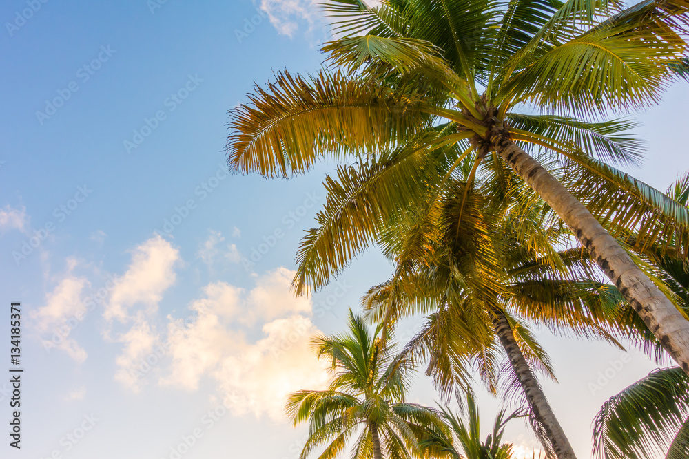 Coconut tree over blue sky . Coconut tree over blue sky .