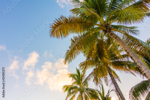 Coconut tree over blue sky .