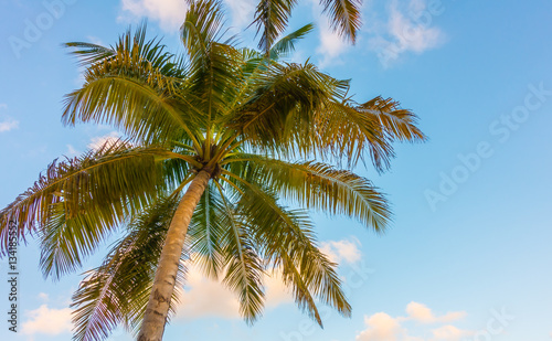 Coconut tree over blue sky .