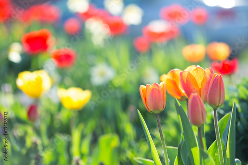 Fototapeta Naklejka Na Ścianę i Meble -  Multi-colored tulips